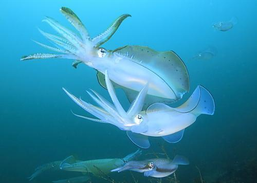 7777788888新版跑狗管家婆与7777788888888精准猪、猴、蛇、马创新释义、专家解读解释与落实​-抵制虚假渲染术