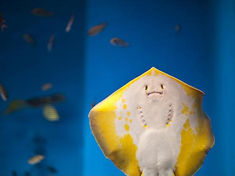 555525王中王凤凰网官网77777最新是真是假？权威渠道查开奖的正确方法