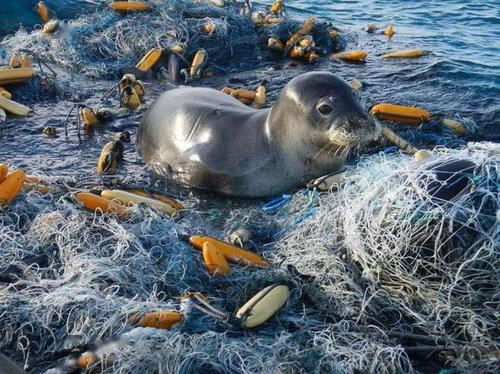 555525王中王凤凰网精准管家88888最新是真是假？揭秘彩票伪预测话术与防骗指南